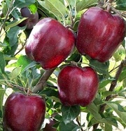 Продам саженцы яблонь Ред-Чиф,  на подвое м9.
